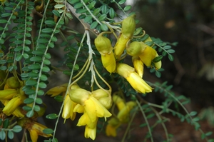 Early Dwarf Kowhai